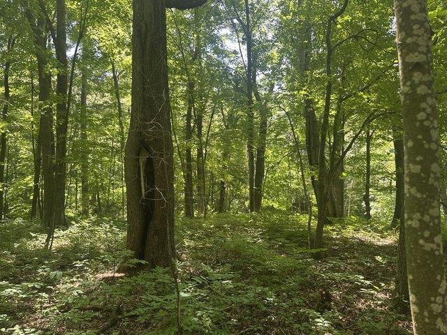 Land for sale in Dunn, Wisconsin