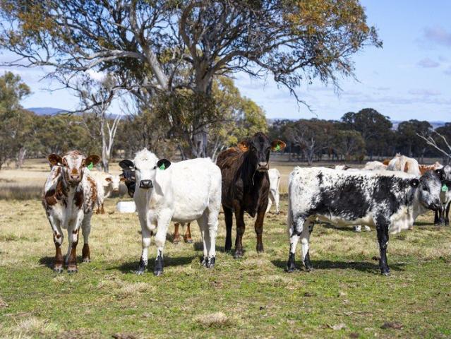 Cottage for sale in Dalveen, Queensland