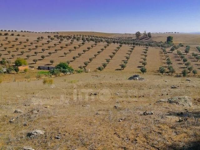 Terreno venda em Beja