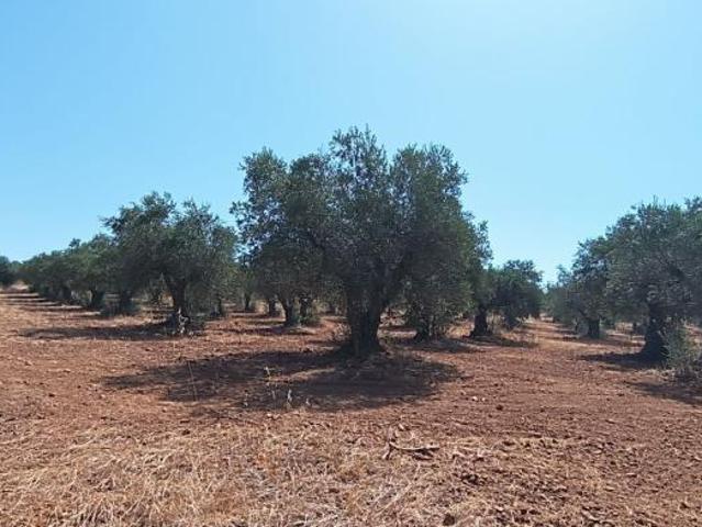 Terreno venda em Sobral da Adiça, Moura
