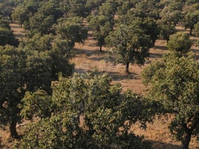 Bükrüce, Bekilli içerisinde satılık Arsa