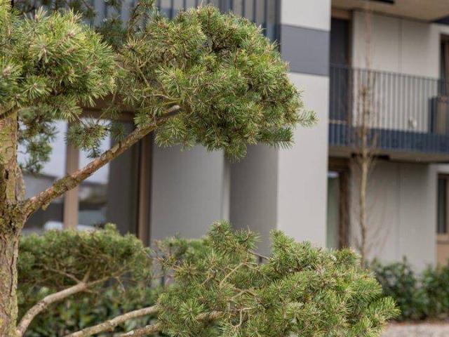 Apartment kaufen in Achau, Niederösterreich