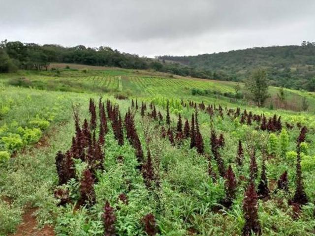 Sítio e chácara venda em Região Imediata de Sorocaba, Região Metropolitana de Sorocaba