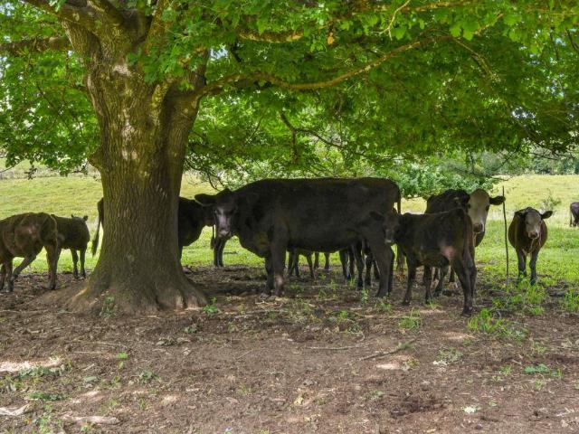 Property for sale in Thora, New South Wales