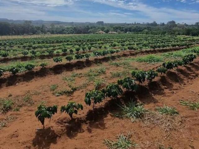 Sítio e chácara venda em Região Imediata de Ribeirão Preto, Região Metropolitana de Ribeirão Preto