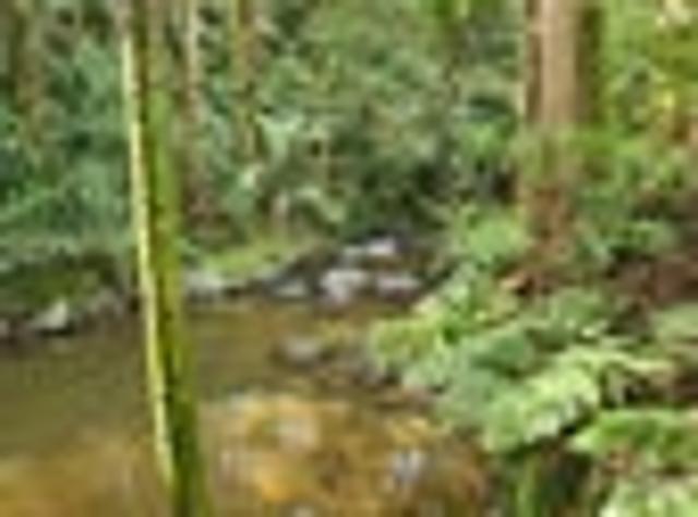 Land for sale in Northland