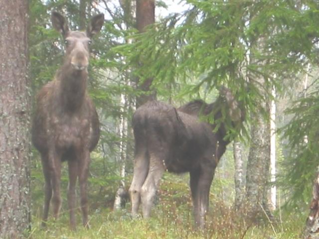 Gård till salu i Örebro