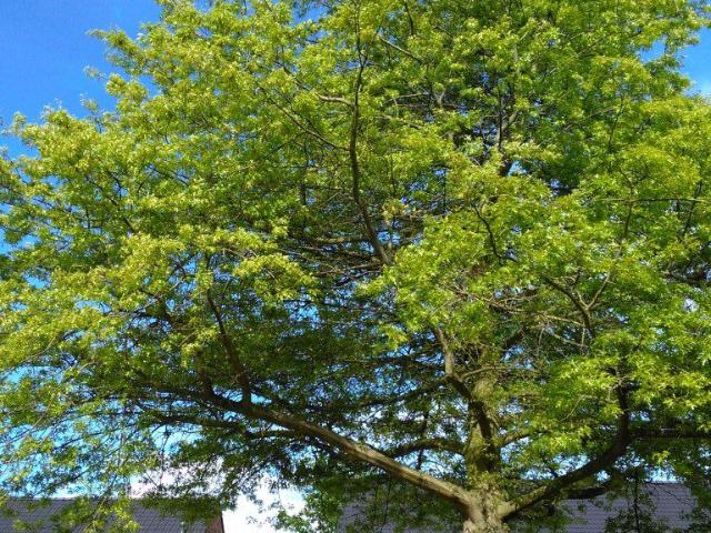 Woning te huur in Maastricht-West, Limburg