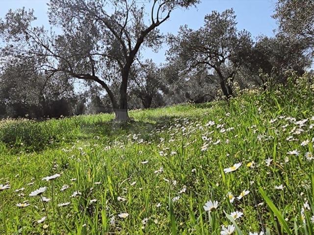 Bergama, İzmir içerisinde satılık Arsa