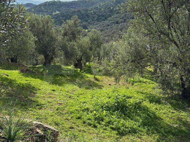 Bergama, İzmir içerisinde satılık mülk