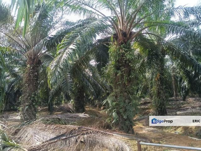 Shop for sale in Perak