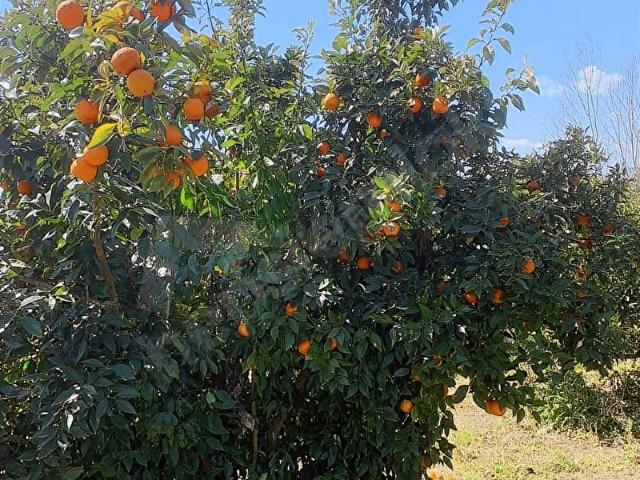 Toroslar, Mersin içerisinde satılık mülk