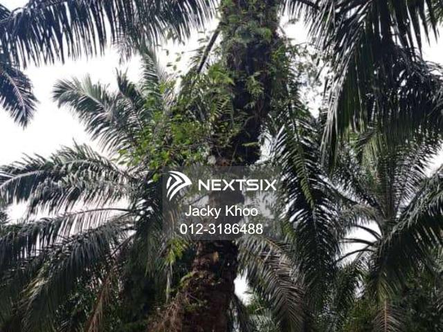 Property for sale in Pilah, Kuala Pilah