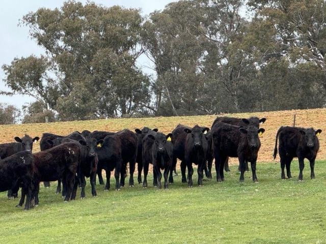 Cottage for sale in Munderoo, New South Wales