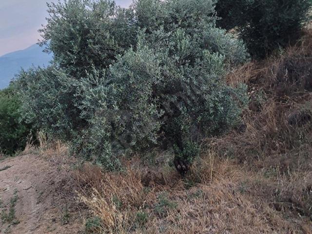 Ödemiş, İzmir içerisinde satılık mülk