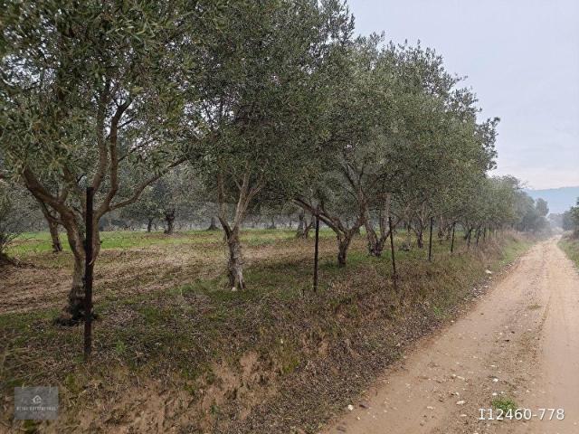 Ödemiş, İzmir içerisinde satılık mülk