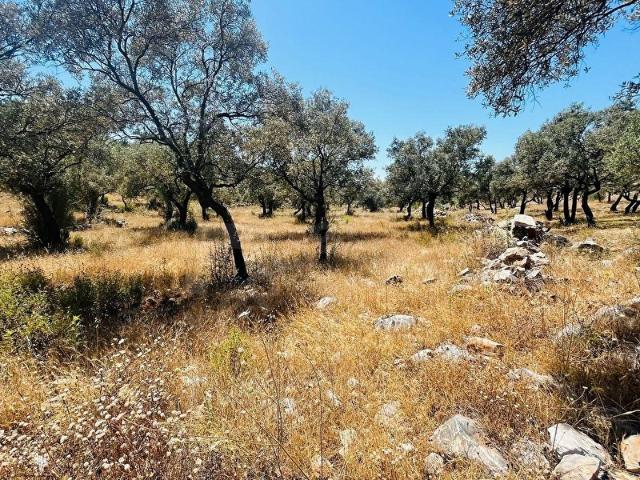 Milas, Muğla içerisinde satılık mülk