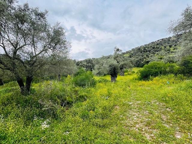 Milas, Muğla içerisinde satılık mülk