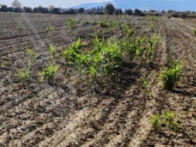 Beydağ, İzmir içerisinde satılık Arsa