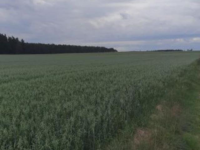 Grunt na sprzedaż w Białężyn, Wielkopolskie