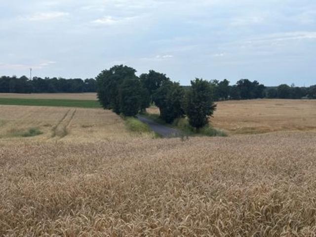 Grunt na sprzedaż w Brzeźno, Wielkopolskie