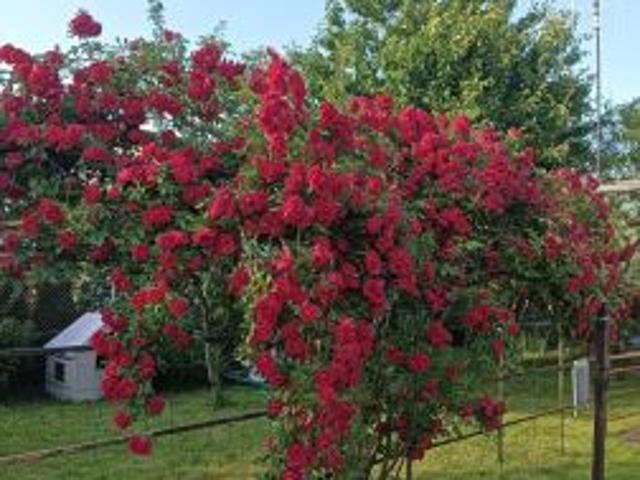 Grunt na sprzedaż w Chełmno, Kujawsko-pomorskie