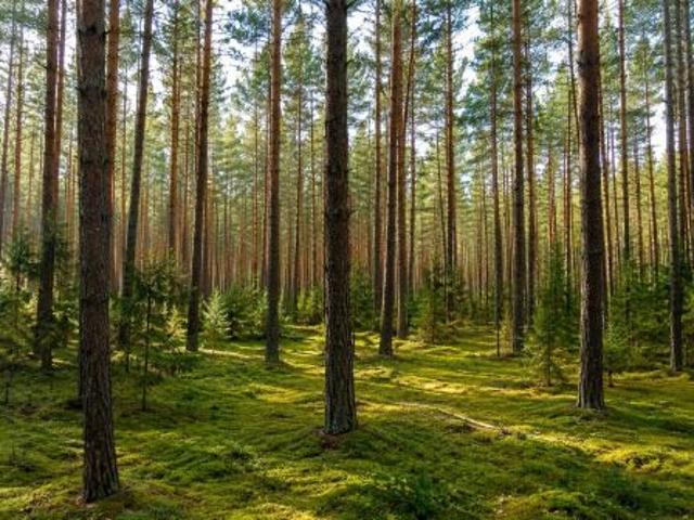 Grunt na sprzedaż w Dąbrowa, Opolskie