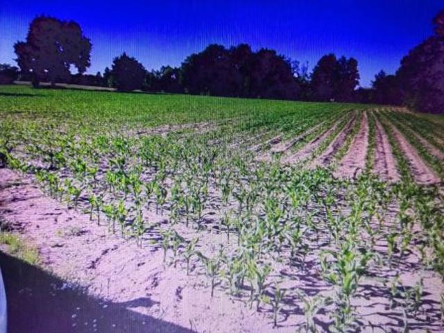 Grunt na sprzedaż w Gutowo, Kujawsko-pomorskie