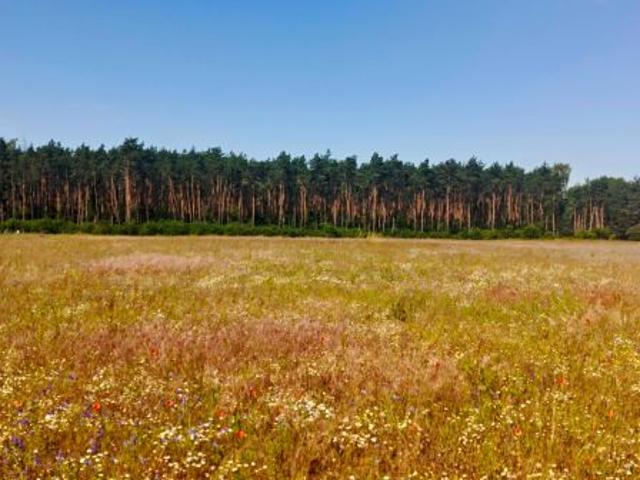 Grunt na sprzedaż w Kalina, Wielkopolskie
