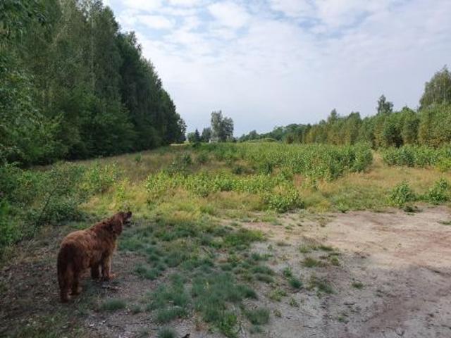 Grunt na sprzedaż w Klembów, Mazowieckie
