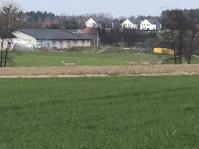 Grunt na sprzedaż w Niepruszewo, Wielkopolskie