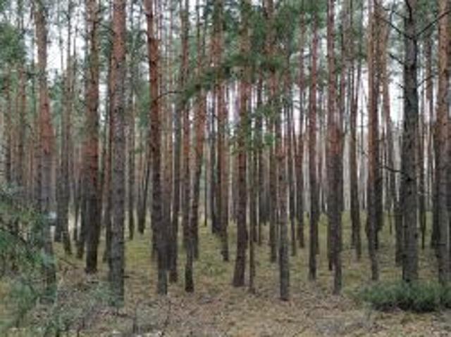 Grunt na sprzedaż w Osieck, Mazowieckie