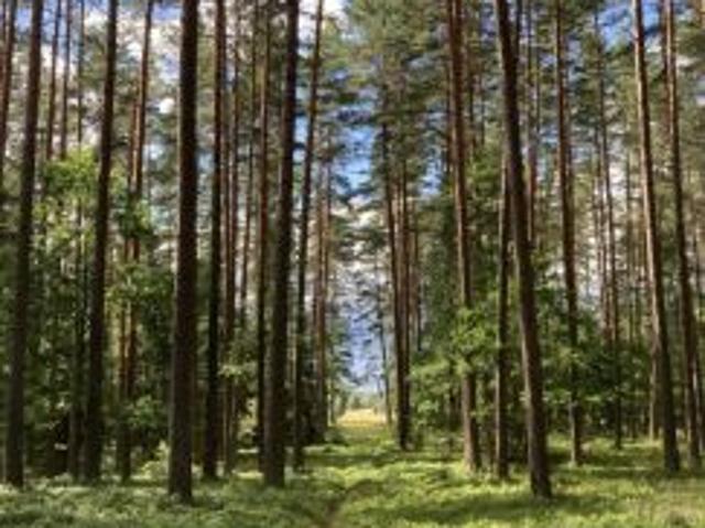 Grunt na sprzedaż w Płaska, Podlaskie