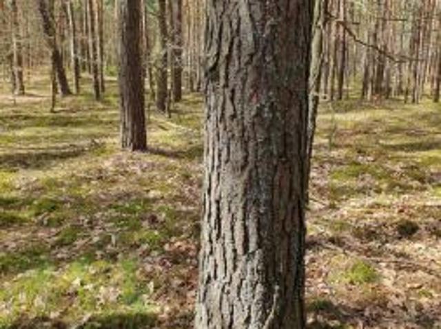 Grunt na sprzedaż w Rakszawa, Podkarpackie
