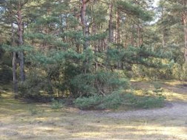 Grunt na sprzedaż w Sąsieczno, Kujawsko-pomorskie