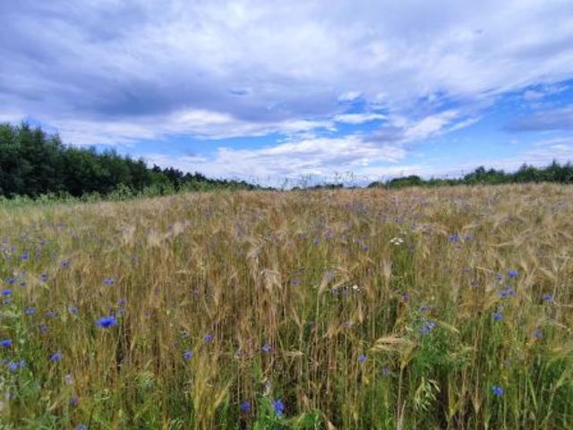 Grunt na sprzedaż w Skała, Małopolskie