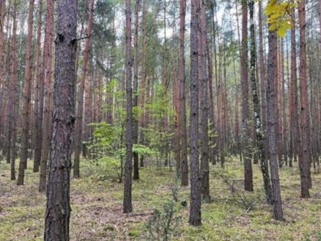 Grunt na sprzedaż w Skrzynki, Wielkopolskie
