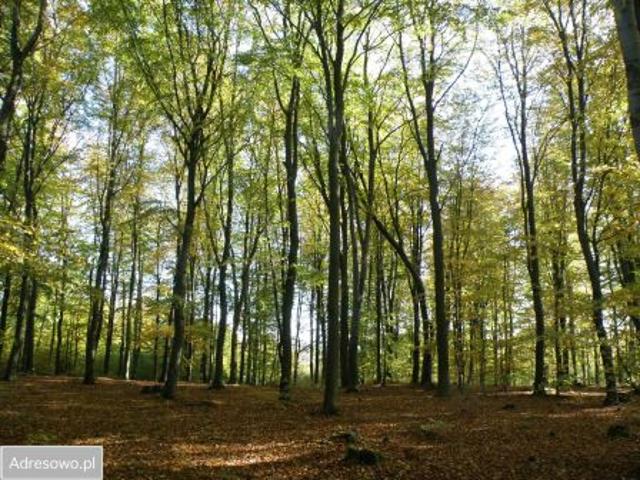 Grunt na sprzedaż w Trzepowo, Pomorskie