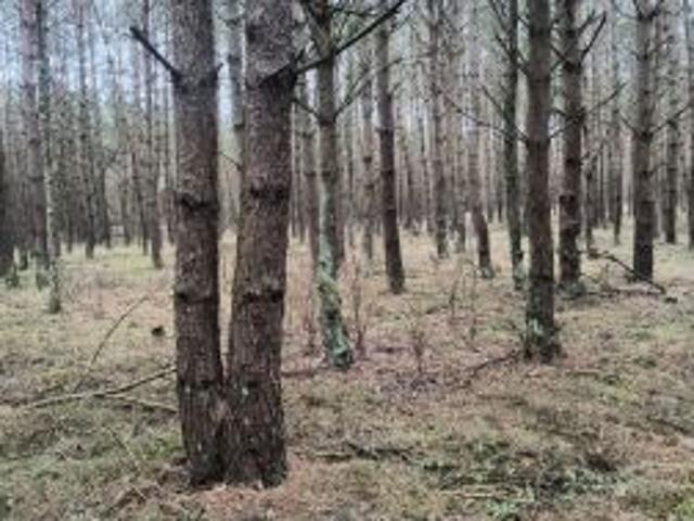 Grunt na sprzedaż w Rosko, Wielkopolskie