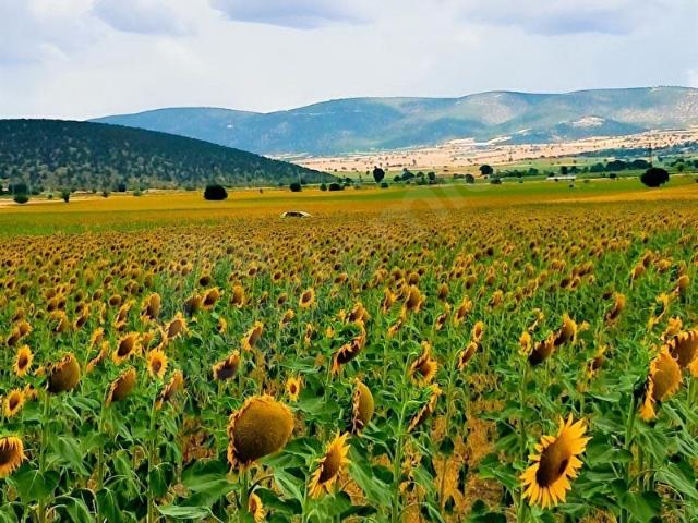 Gölpazari, Bilecik içerisinde satılık Arsa