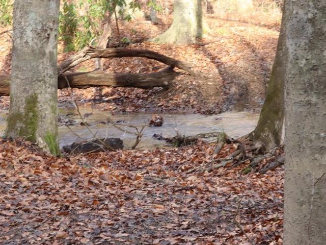 Land for sale in Tennessee