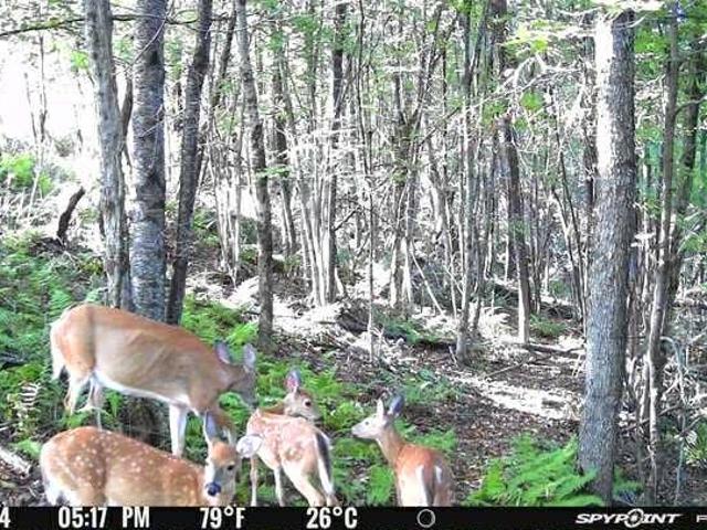 Land for sale in Chenango Bridge, New York