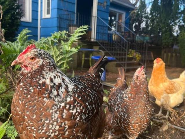 Room for rent in Seattle, Washington