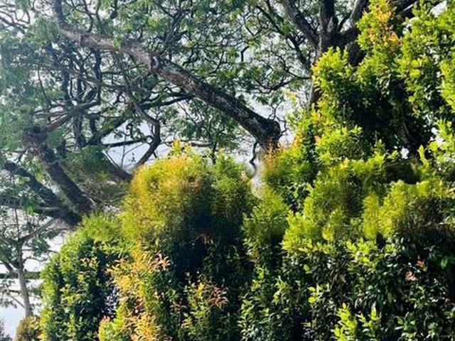 Detached House for sale in Bukit Timah