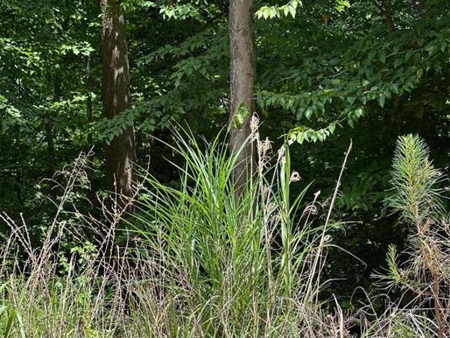 Land for sale in Virginia