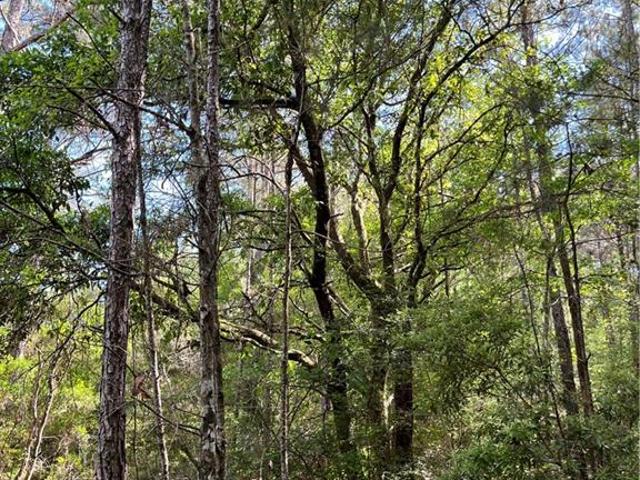 Land for sale in Independence, Louisiana