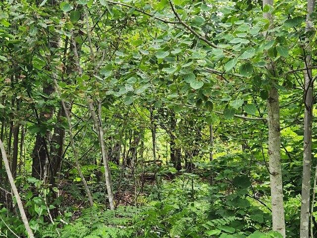 Land for sale in Buckfield Land for sale in Buckfield