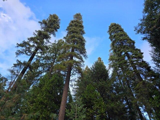 Land for sale in Pollock Pines, California