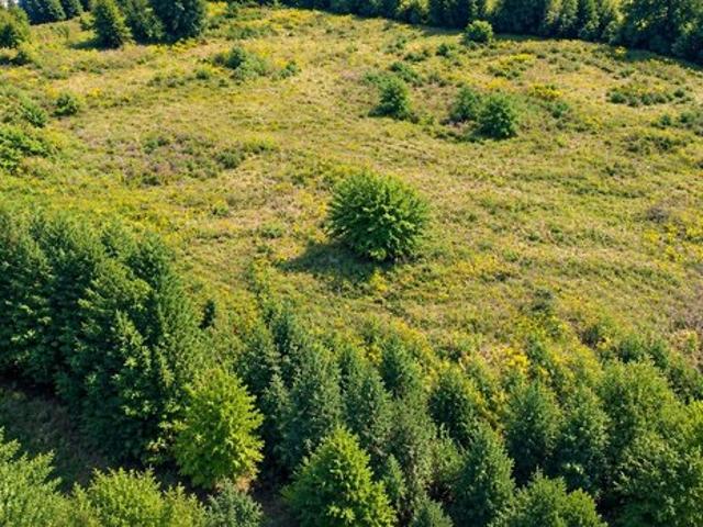 Land for sale in Bloomfield, Nelson County