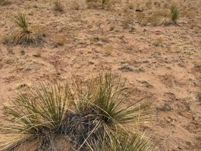 Land for sale in Veguita, Socorro County
